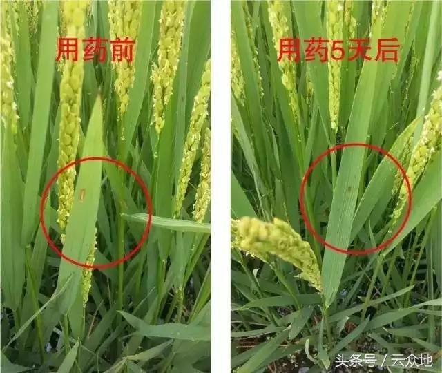 申嗪霉素可防治多种水稻病害，农用硫酸链霉素在水稻等作物已禁用