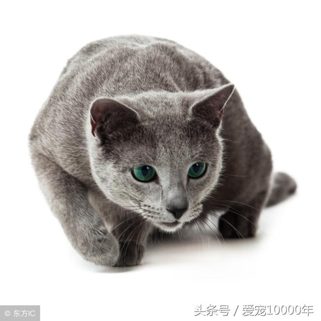 俄罗斯蓝猫