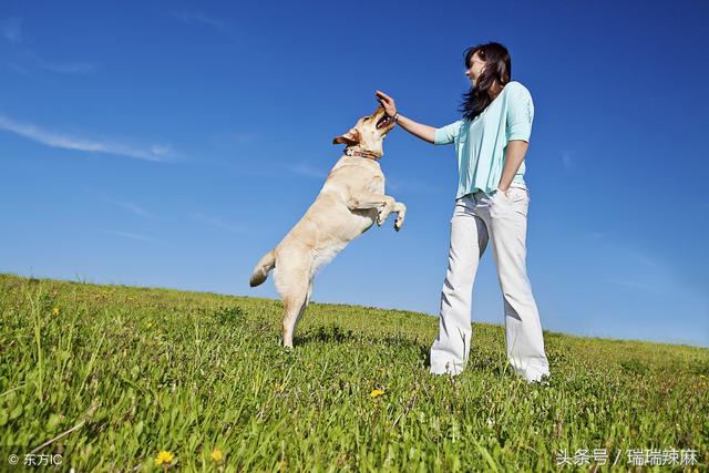 怎样训练狗狗叼东西给主人(训狗教程从零开始)-艾拉犬养殖