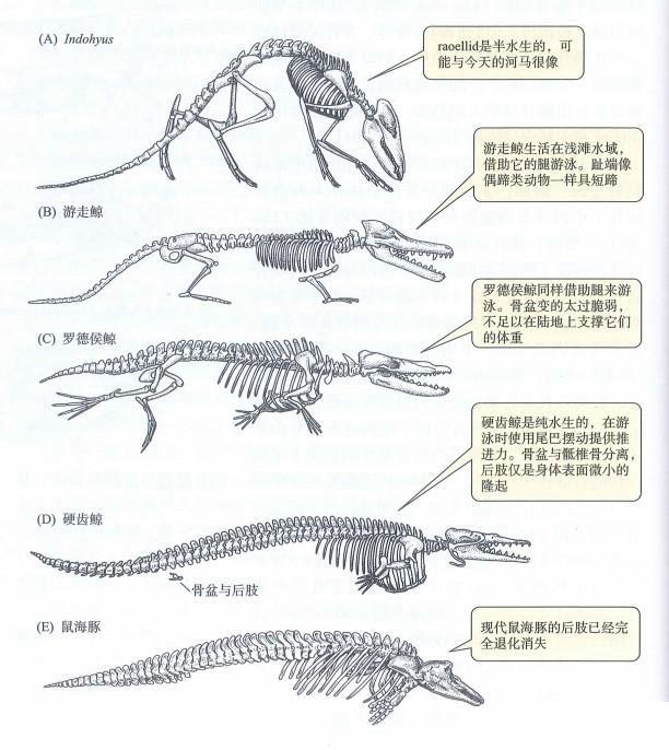 鲸鱼是哺乳动物吗