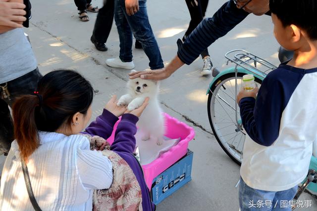 demo 白博美犬价格（白博美犬的寿命） 动物