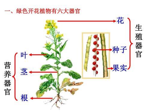 花是植物的什么器官