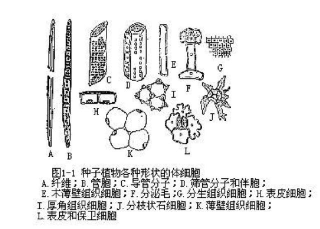 花是植物的什么器官