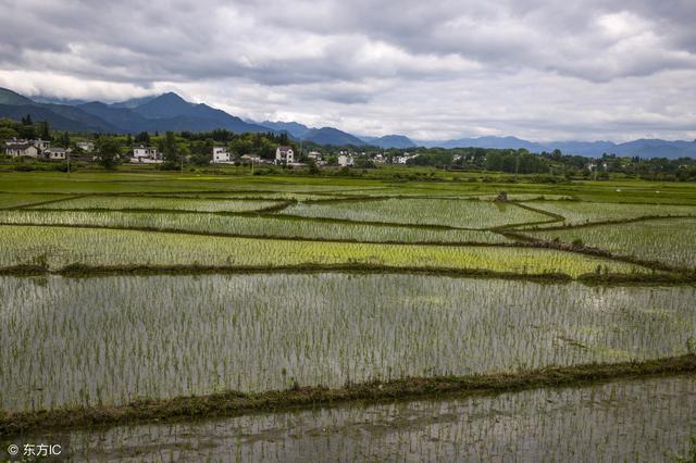 水稻田埂除草用什么除草剂好？这几个方案比较好3