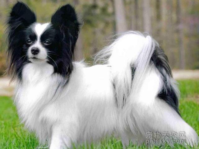 在国内比较常见的狗狗,并不是特别多,有:贵宾犬,蝴蝶犬,巴哥犬,西施犬