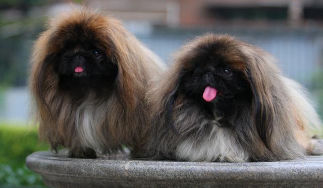 但是,北京犬的地位的确是不如以往,尤其是真正纯种的北京犬几乎已经没