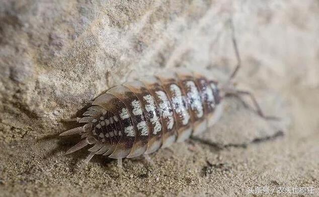 潮湿虫 潮湿虫（潮湿虫子图片及名称） 生活