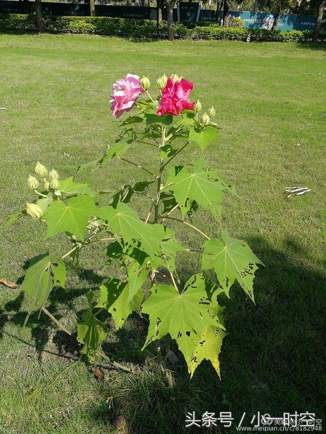 芙蓉花语 芙蓉花语（芙蓉花与木槿花的区别） 生活