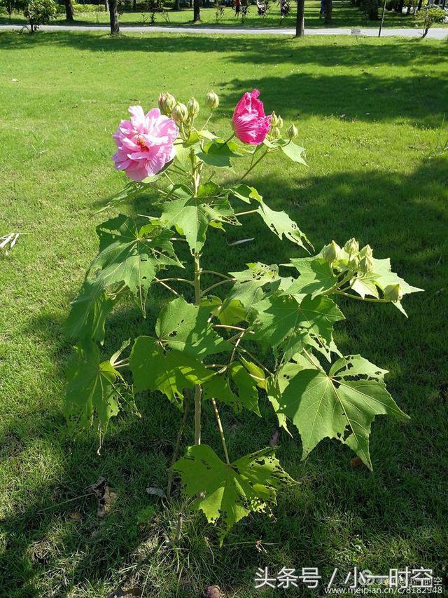 芙蓉花语 芙蓉花语（芙蓉花与木槿花的区别） 生活