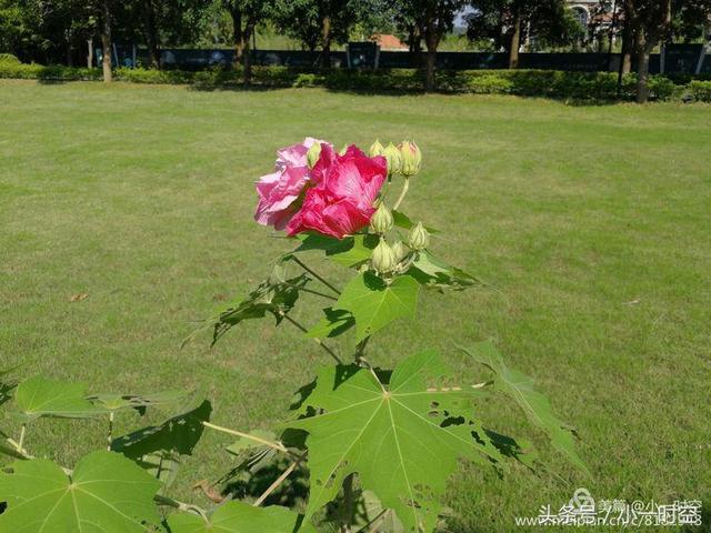 芙蓉花语 芙蓉花语（芙蓉花与木槿花的区别） 生活