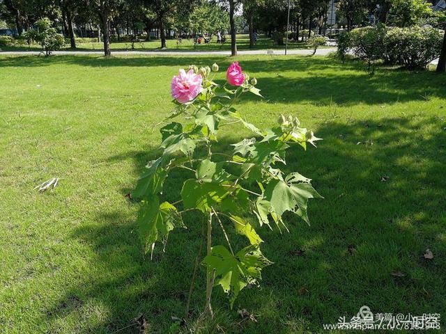 芙蓉花语 芙蓉花语（芙蓉花与木槿花的区别） 生活