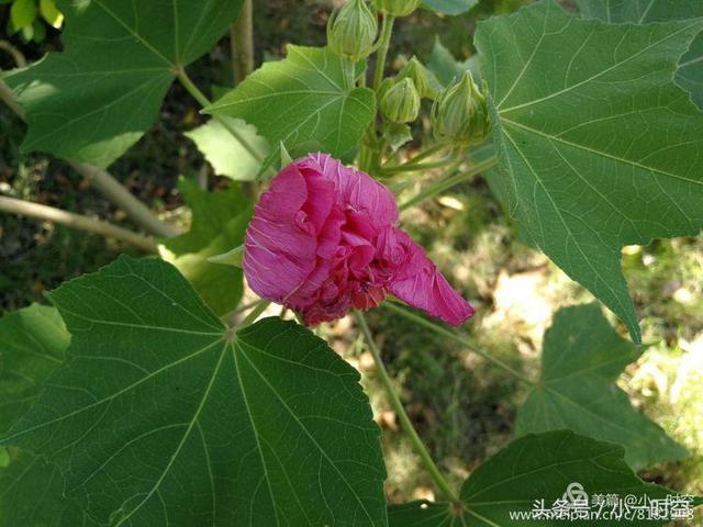 芙蓉花语 芙蓉花语（芙蓉花与木槿花的区别） 生活
