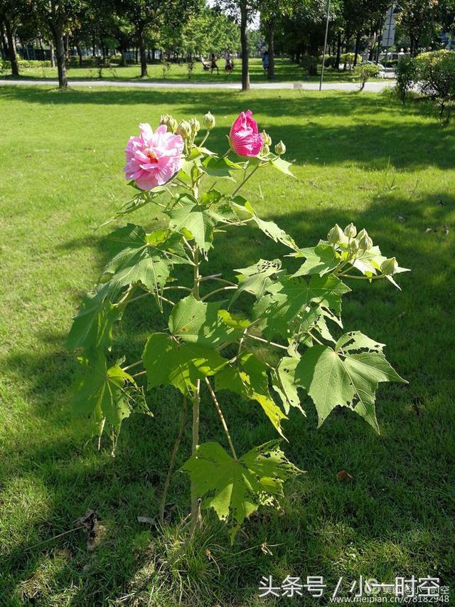 芙蓉花语