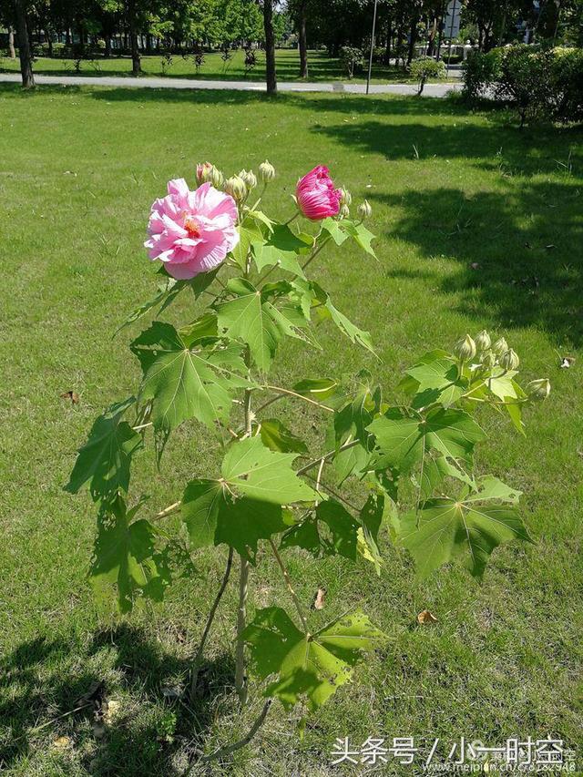 芙蓉花语 芙蓉花语（芙蓉花与木槿花的区别） 生活