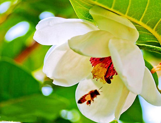 天女木兰花的花语:勤劳,善良."绝代有佳人,幽居山谷中".