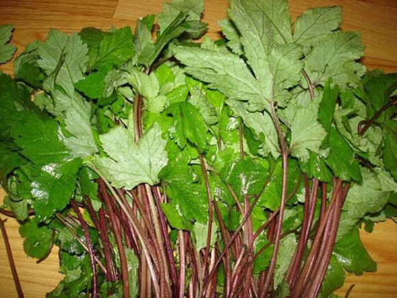 拼音yā jiǎo ài别名甜菜子,野勒菜,四季菜(《广州植物志》),鸡甜菜