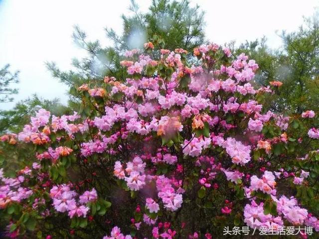 蛟河细碎制砂机