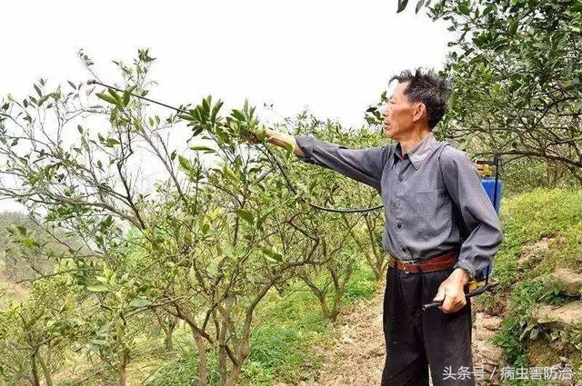 果园病虫害防治，最常用的农药简介汇总3