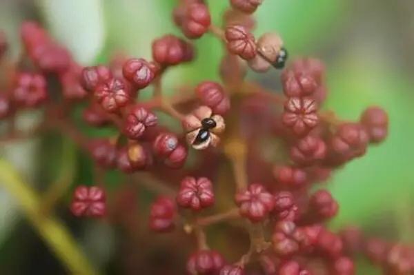 食茱萸