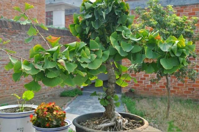 发芽的板栗先别扔,板栗怎样才能发芽长成树