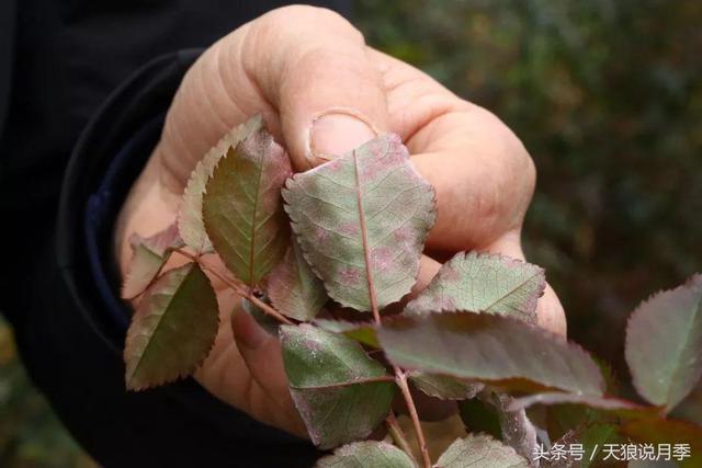 月季头号病害？黑斑病和白粉病！要这样喷药效果才最好！1