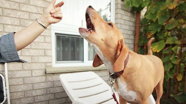 狗狗馴養入門教程(馴狗的正確方法圖解)-艾拉養犬