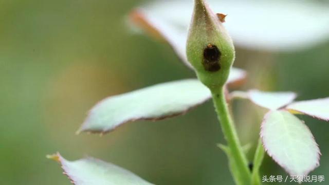 蓟马、毛毛虫、红蜘蛛……月季虫害不可怕，方法不对才尴尬！12