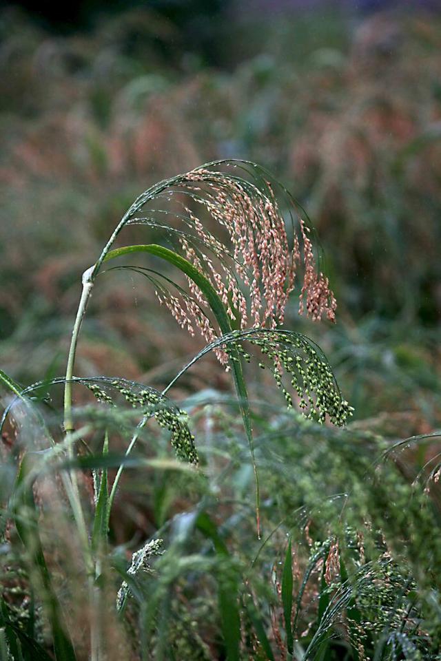 穄,稷米的功效?