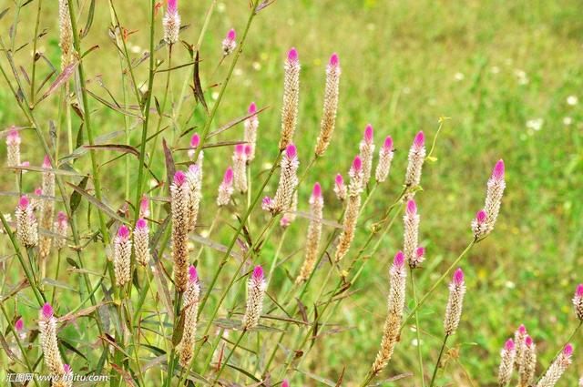 青葙花