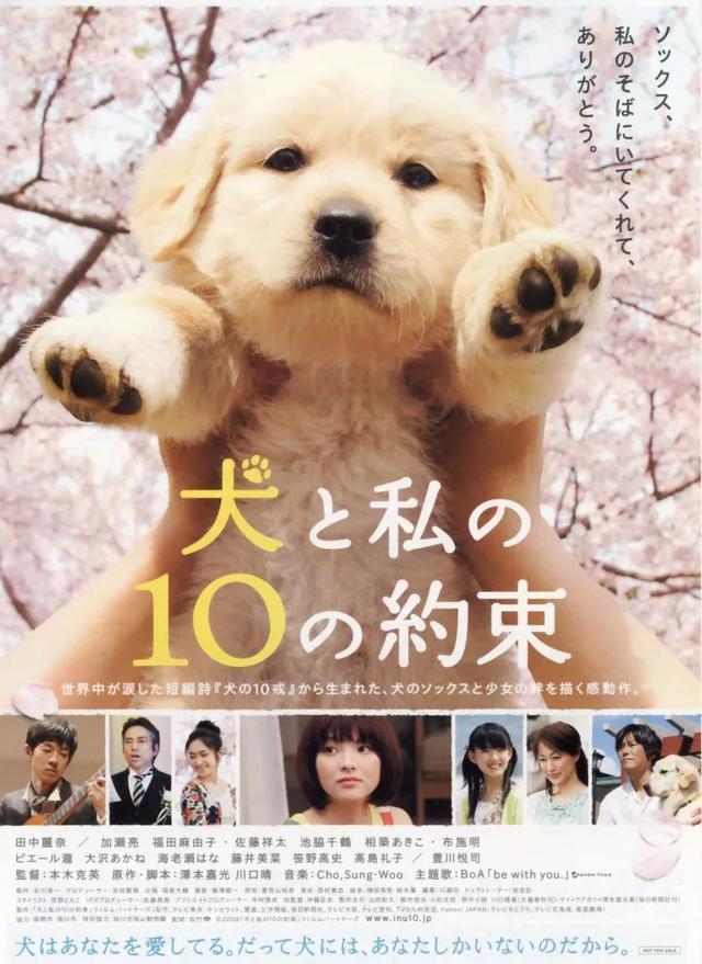 爱犬的奇迹下载