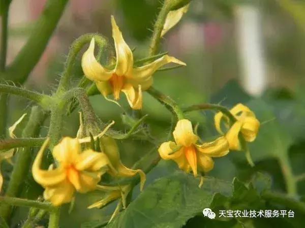 西红柿花期怎么管最好？实战总结！3