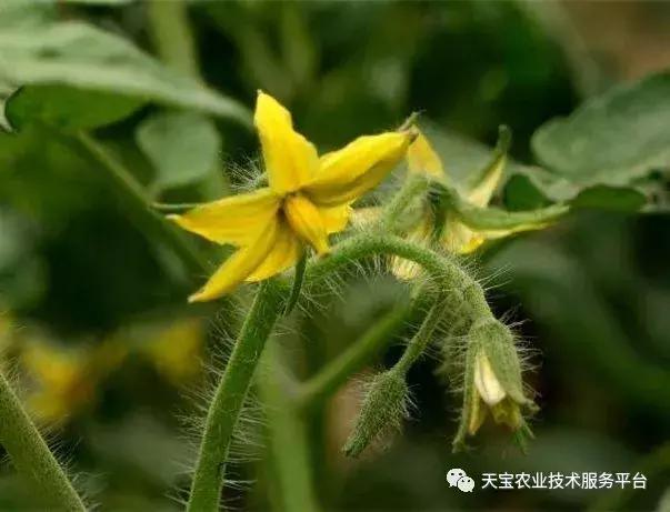 西红柿花期怎么管最好？实战总结！10