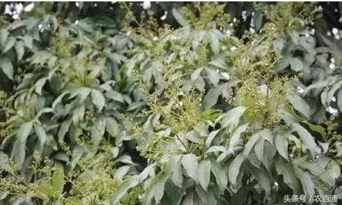 荔枝控梢促花技术要点2