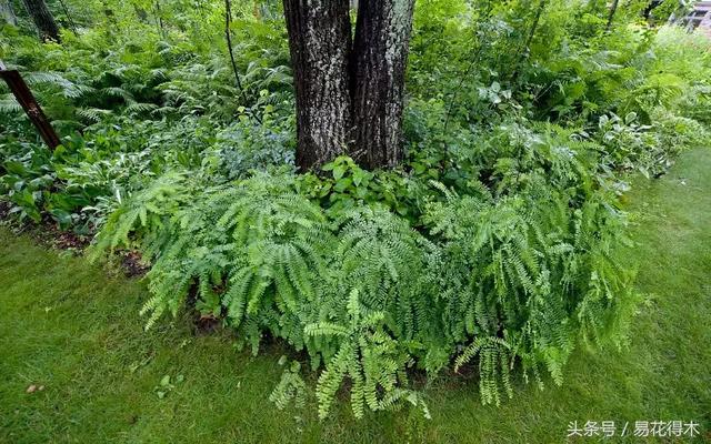 蕨类植物