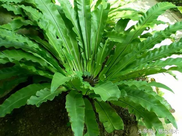 蕨类植物