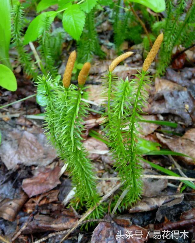 蕨类植物