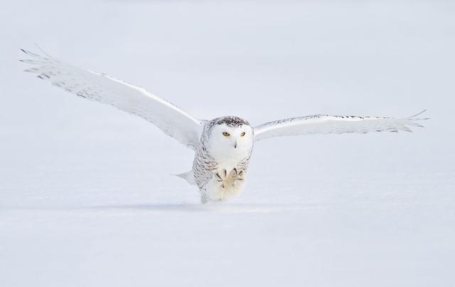 雪鸮