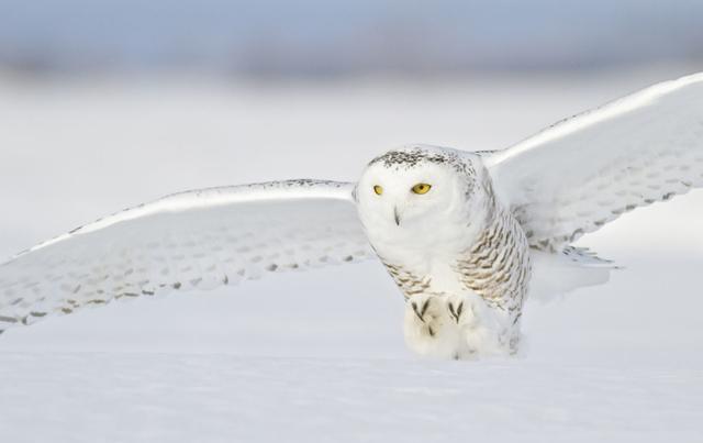 雪鸮