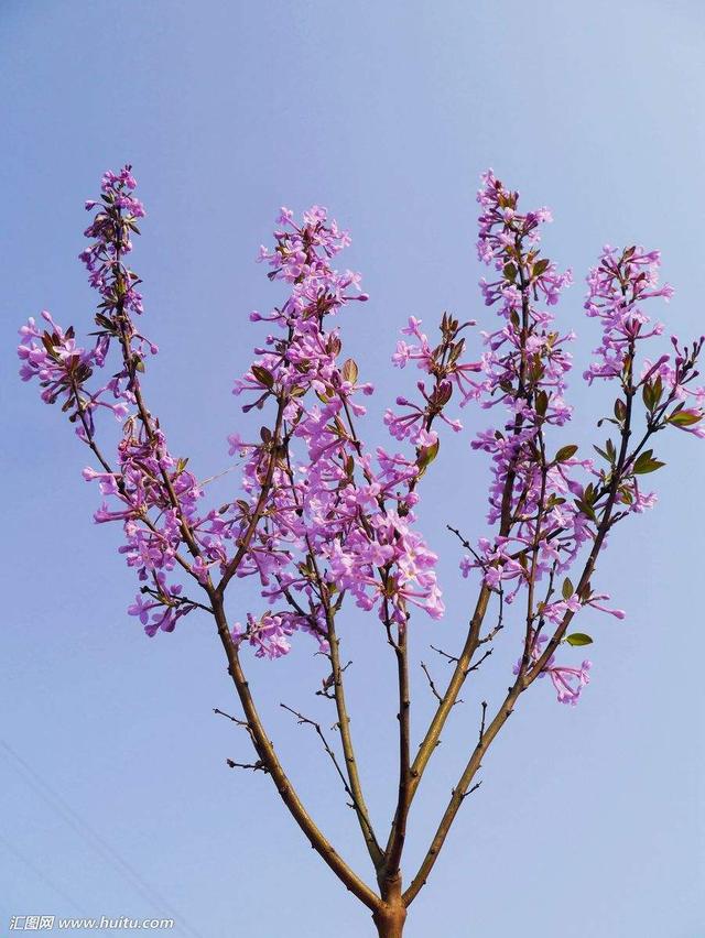 芫花根