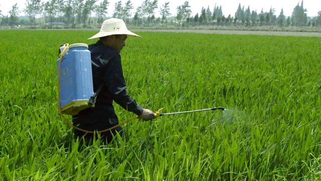 水稻田三大内吸型选择性除草剂有这些区别，了解清楚效果才能更好