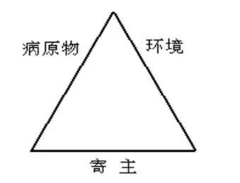 如何科学区分和防治黄瓜病害2