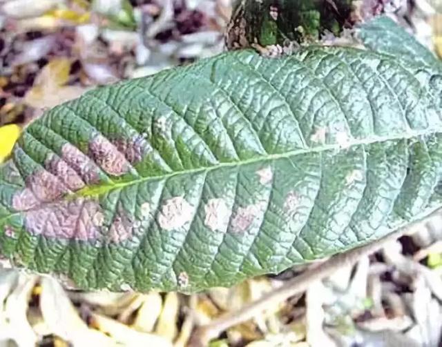 植物医生：枇杷树炭疽病、花穗腐烂病、黄毛虫等病虫害防治方法！3