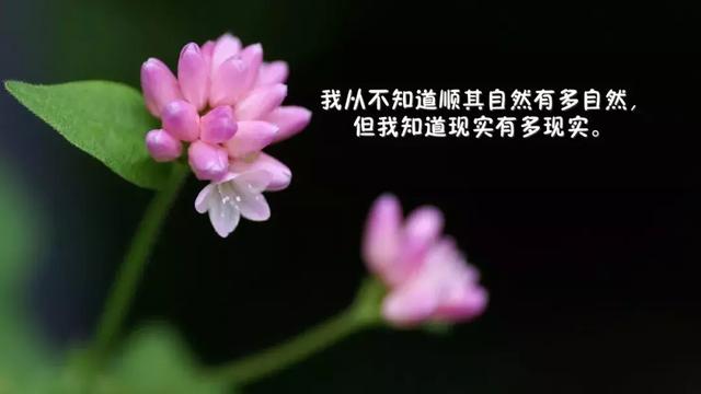 早安阳光语录图片190404：你装得下世界，世界才会容你