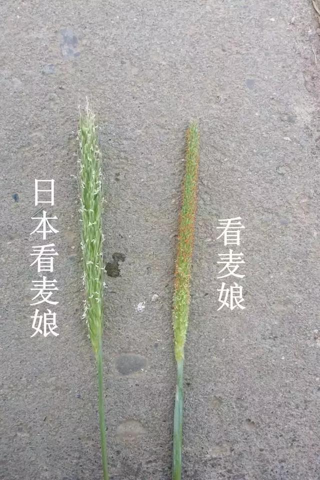 「植保技术」麦田杂草识别与区分（禾本科篇）26