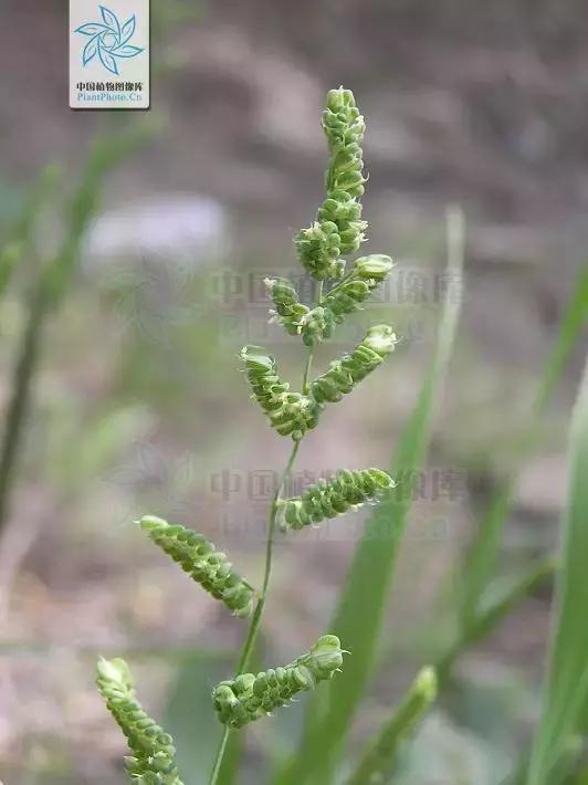 「植保技术」麦田杂草识别与区分（禾本科篇）41