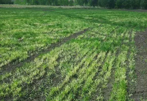 小麦用除草剂除草，出了药害怎么处理？2
