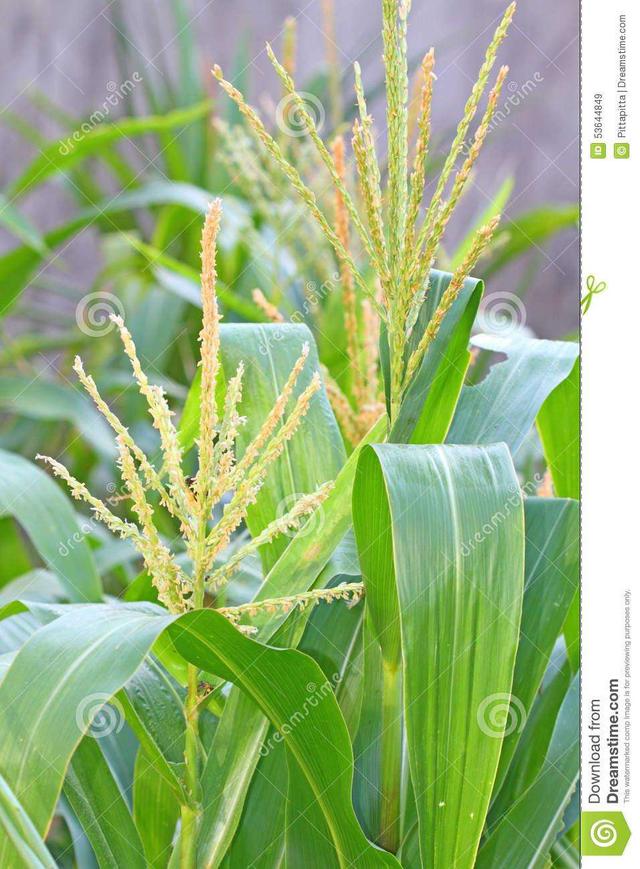 玉米花(玉米花是单性花还是两性花) 资讯 第5张