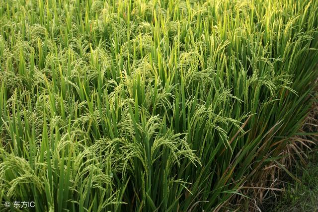 水稻除草：水稻的天敌——千金子和稗草，这几种方法彻底根除