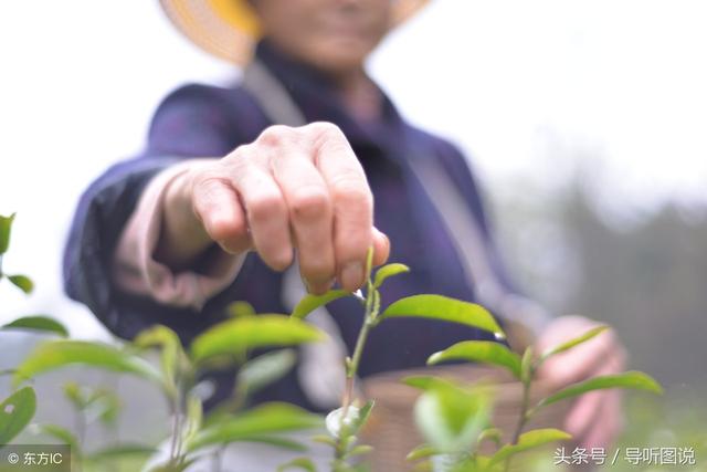 锌硒茶