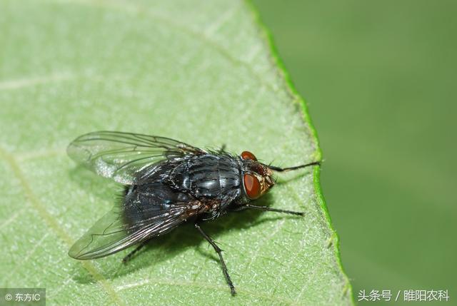 这个药专治粉虱、蚜虫、介壳虫、木虱、蚊蝇等，速效加长效3